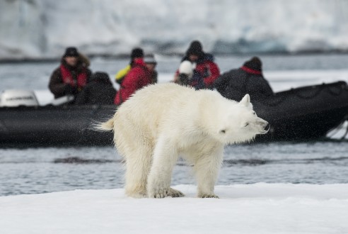 Svalbard Polar bear