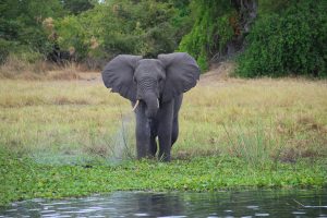 Malawi - wildlife