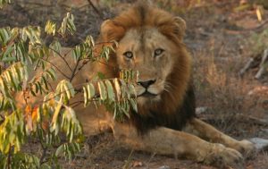 Malawi leeuw